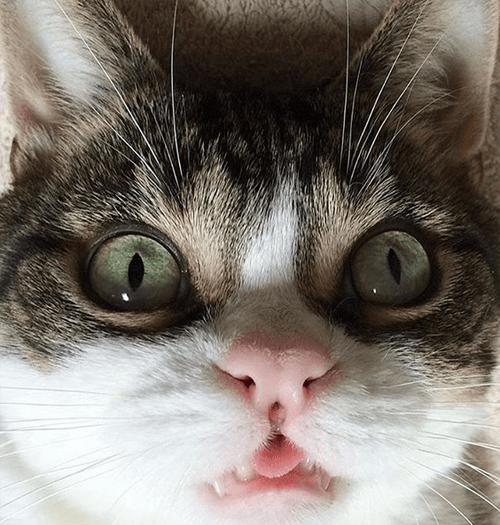 bubbi