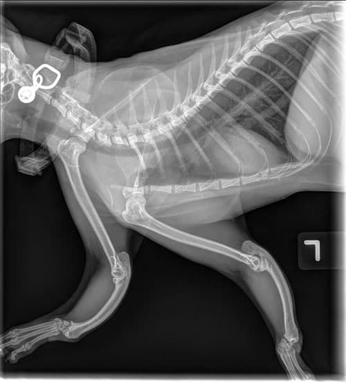 Keebos X-rays0002