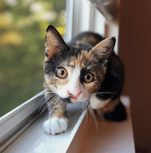 cleo