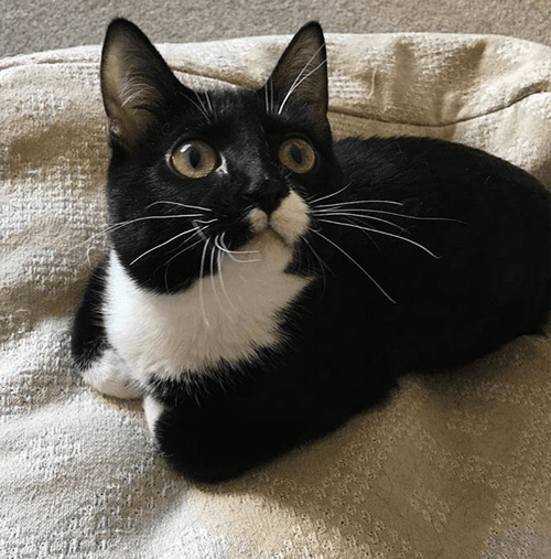 tuxies