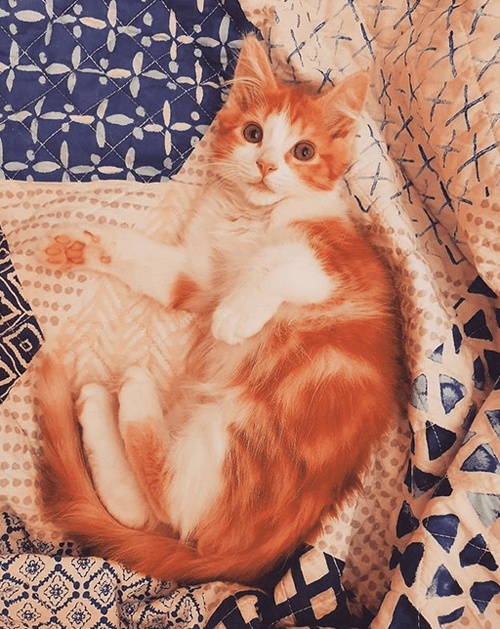 renley