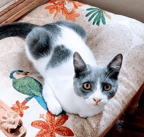 alealani