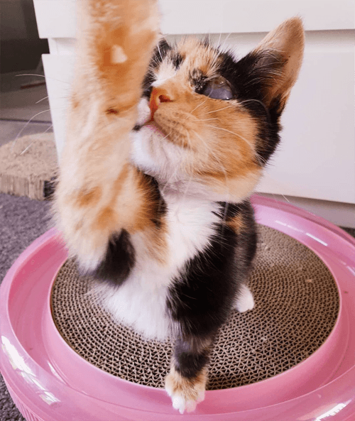 callie