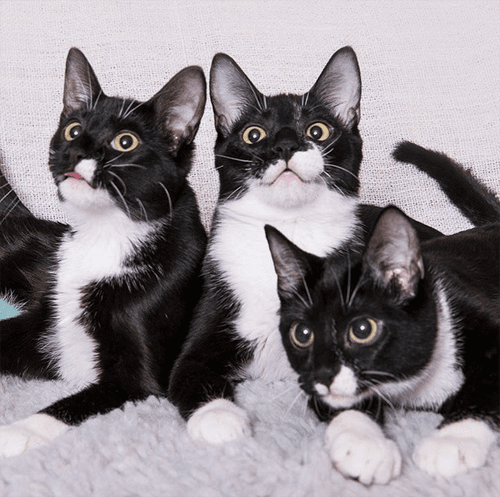tuxies
