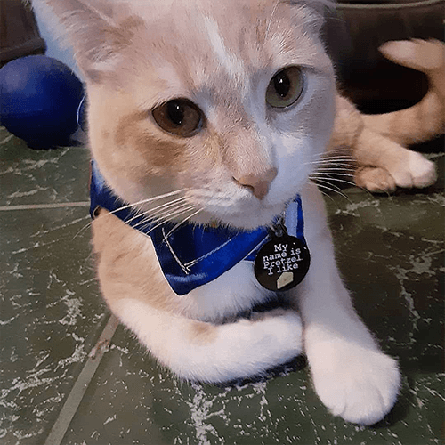 Pretzel