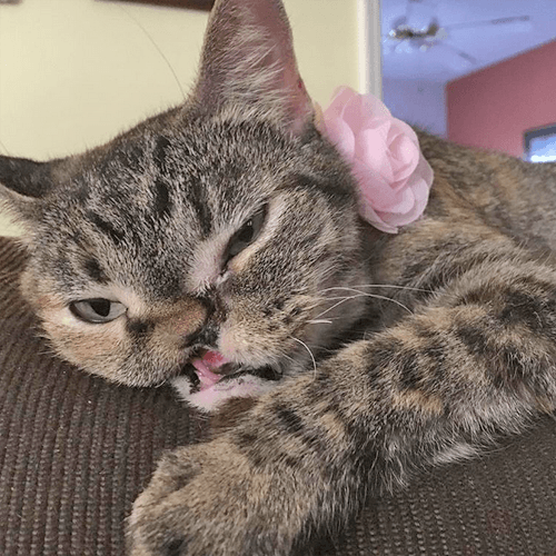 petunia