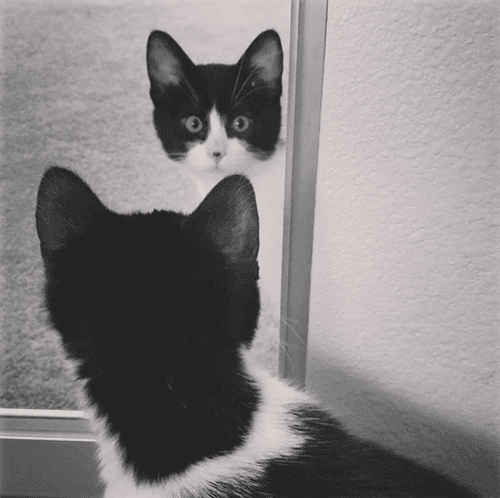 quasi