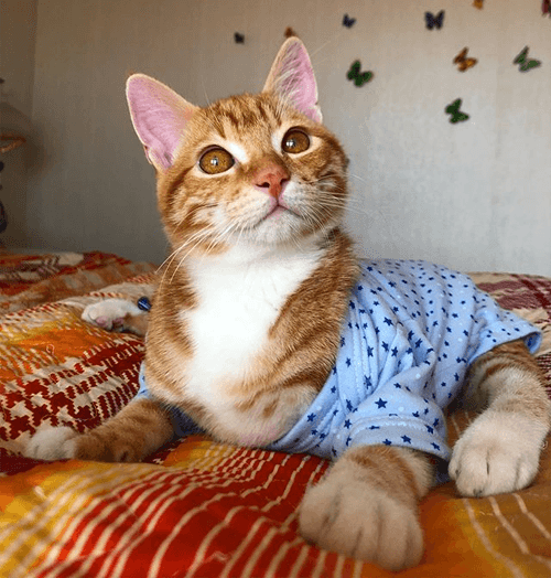 simba