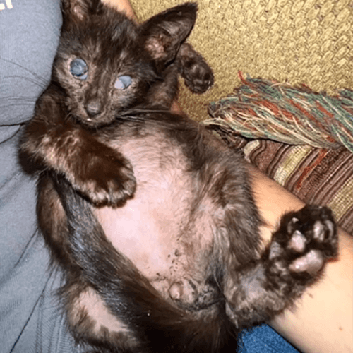 StickyBelly