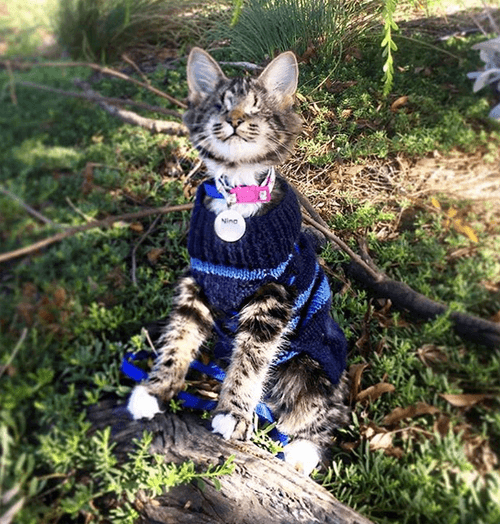 nina