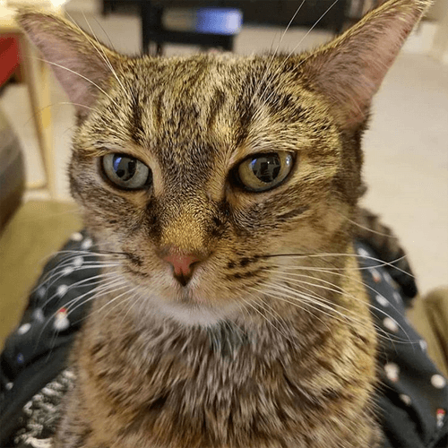 mitsy