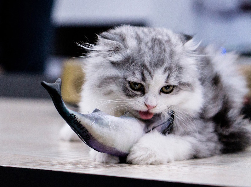 Is Your Cat A Psychopath? Take This Quiz To Find Out