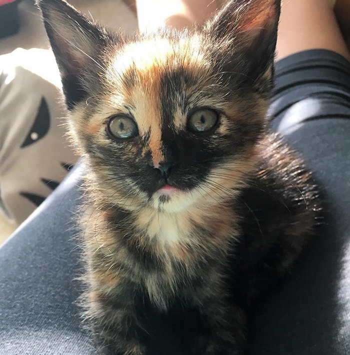 Tortie kitten online