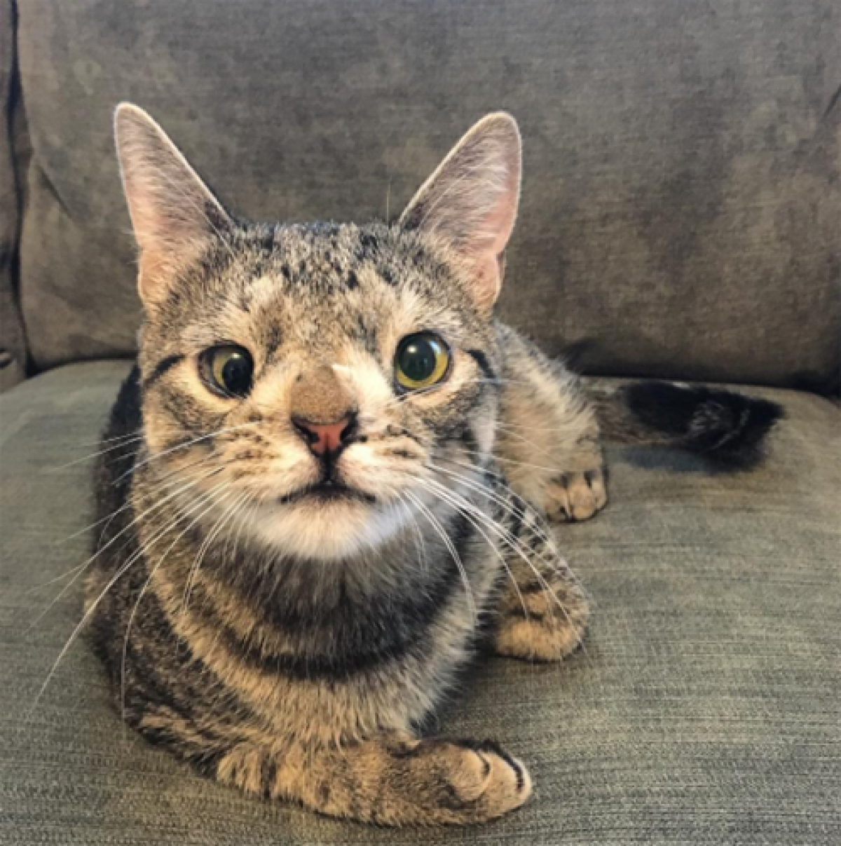 Meet The Cat With A Chromosomal Abnormality Who Found A Loving