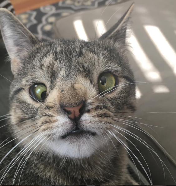 Meet The Cat With A Chromosomal Abnormality Who Found A Loving