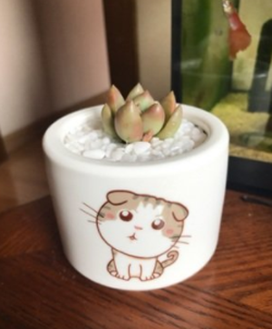 cat planters plant pots