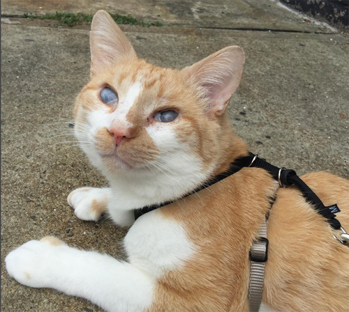 Deaf cat clearance collar