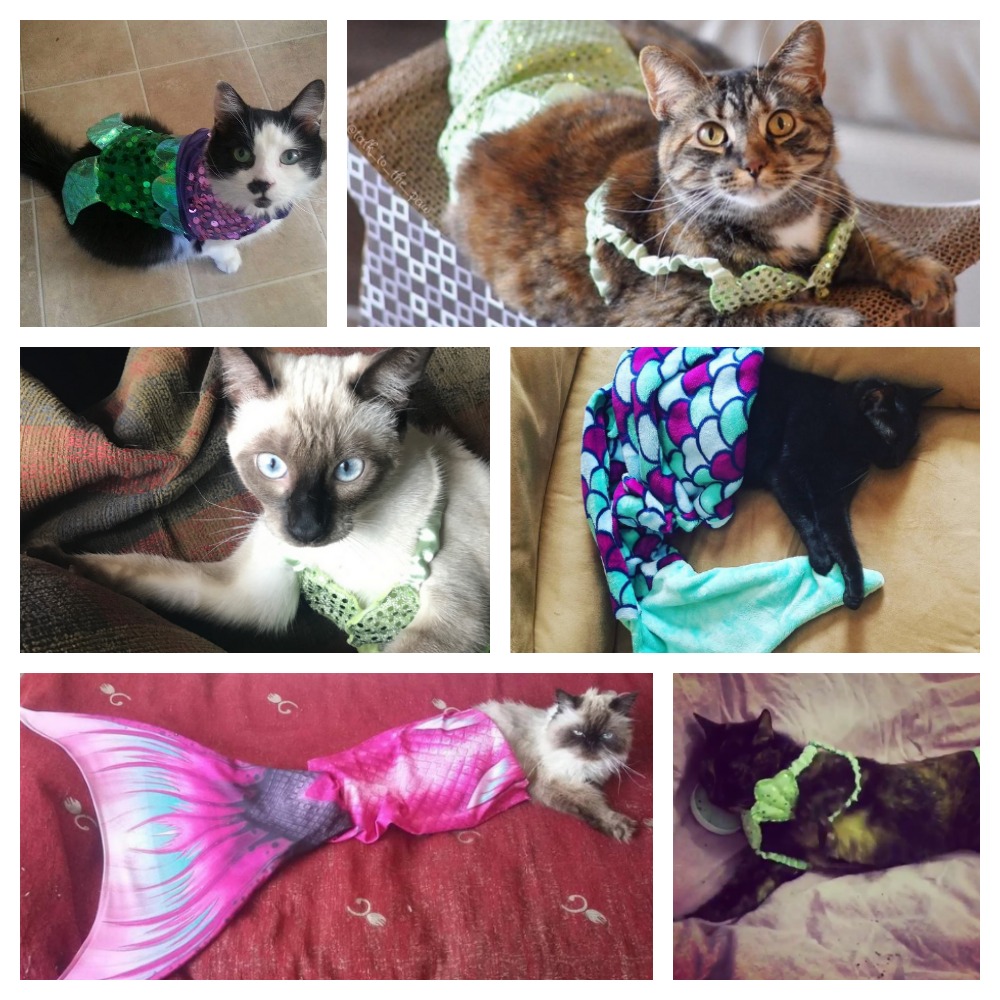 Adorable Mermaid Cats Who Will Make You Believe In Purrmaids! Meow As
