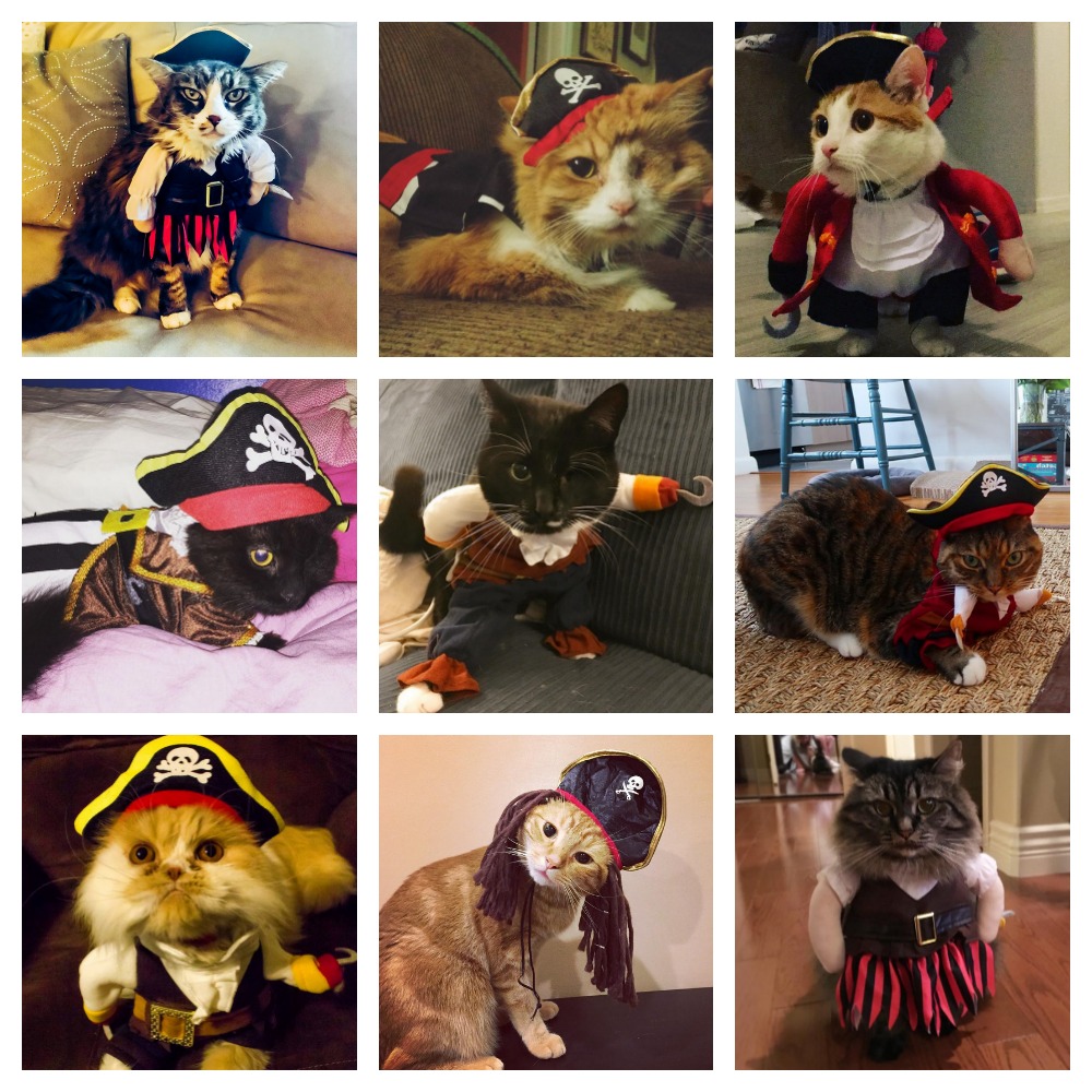 Adorable Cats Who Are Celebrating Talk Like A Pirate Day! Meow As Fluff