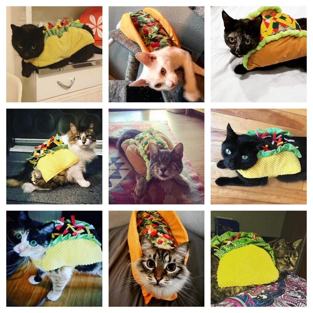  Terrific  Taco Cats  For Taco Tuesday Meow As Fluff
