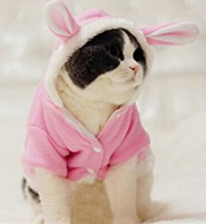 halloween costumes for cats