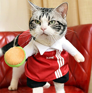 halloween costumes for cats