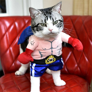 halloween costumes for cats