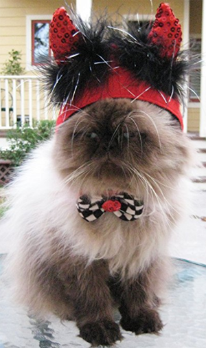 halloween costumes for cats