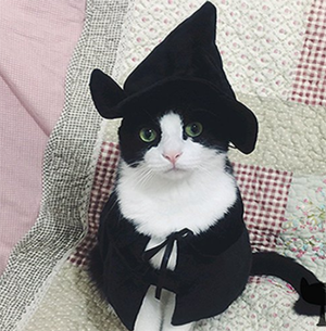 halloween costumes for cats