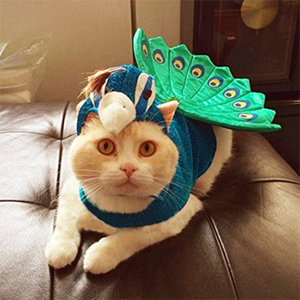 halloween costumes for cats