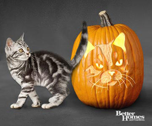 Halloween Cat Pumpkins Jack-o-lanterns