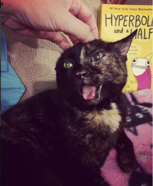 cerebellar hypoplasia wobbly tortie cats