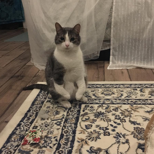 radial hypoplasia squitten cat