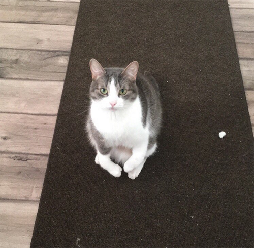 radial hypoplasia squitten cat