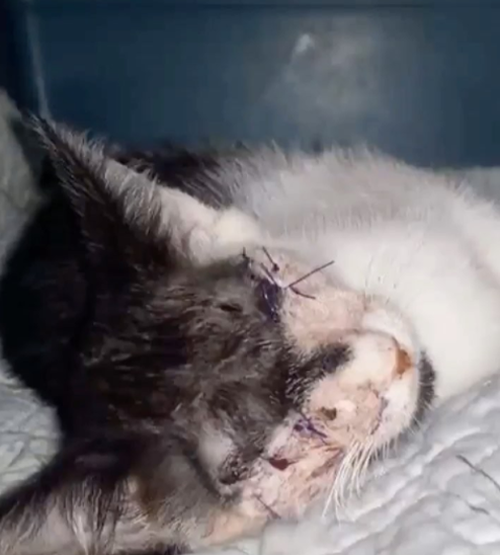 blind tuxedo cat