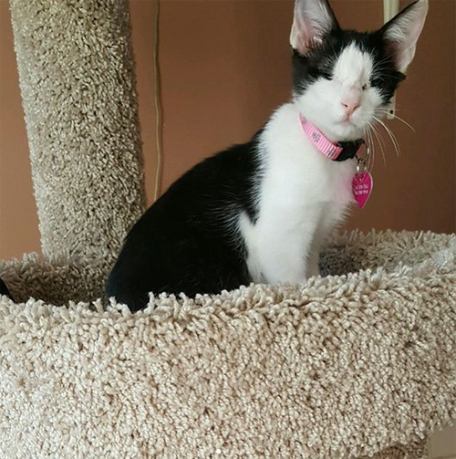 blind cat