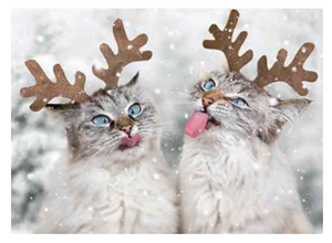 sets cat christmas cards