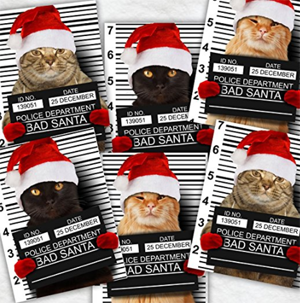 sets cat christmas cards