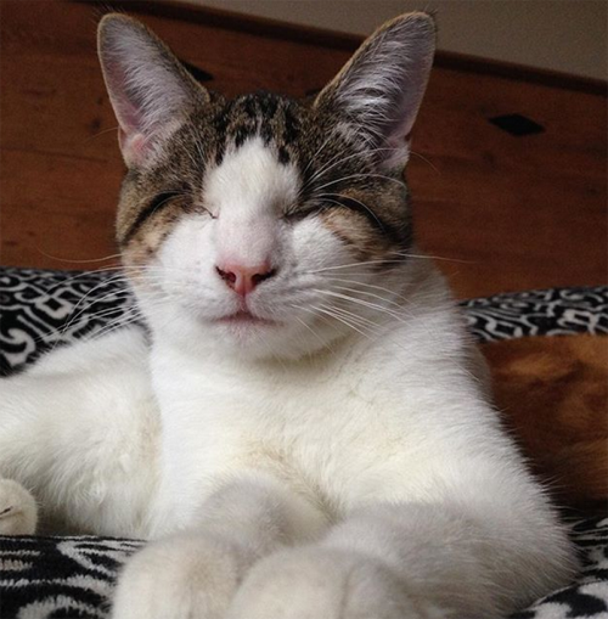 Meet The Blind Burglar Cat Who S Stolen Her Family S Hearts And