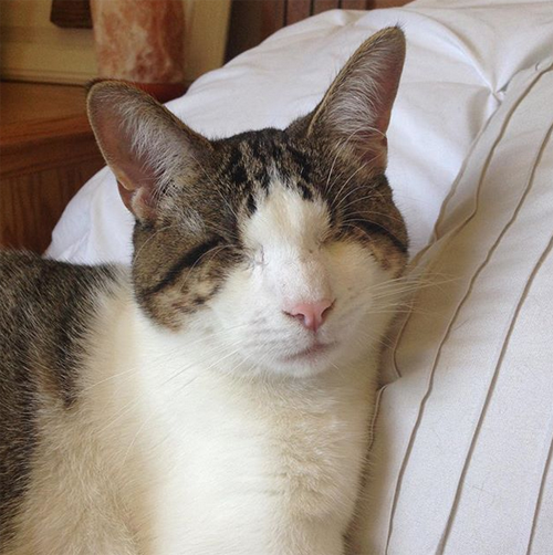 coraline blind cat