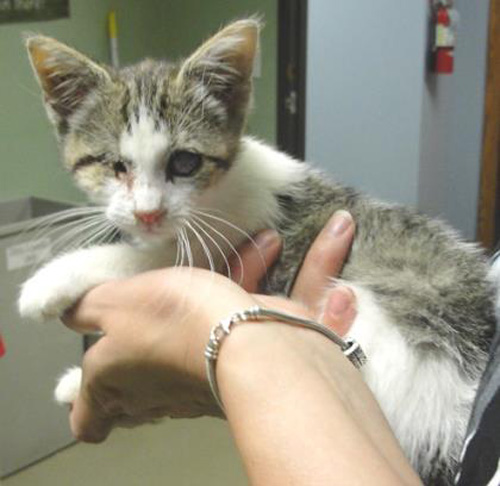 coraline blind cat