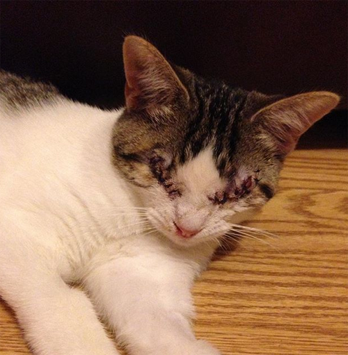 Meet The Blind Burglar Cat Who S Stolen Her Family S Hearts And