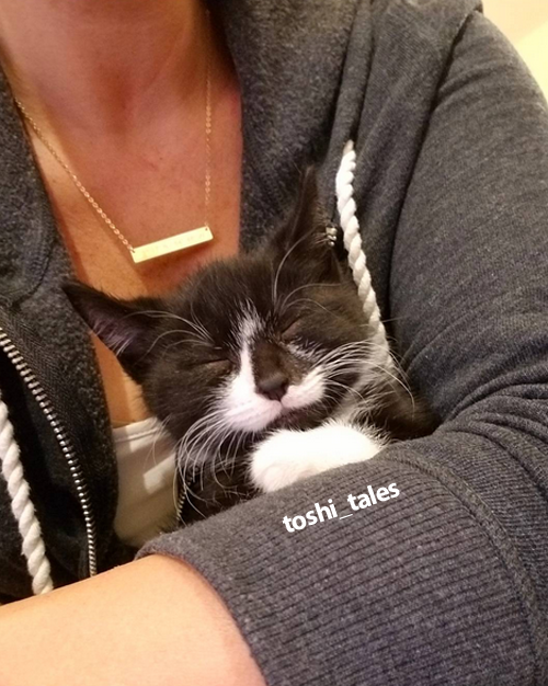 paraplegic tuxedo cat kitten