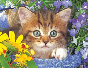 cat kitten puzzles