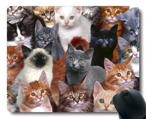 amazon prime cat lover christmas gifts