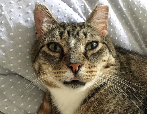 fiv positive cat