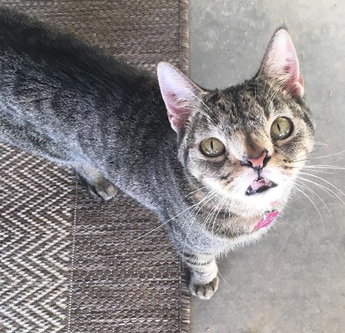 chromosomal abnormality cat
