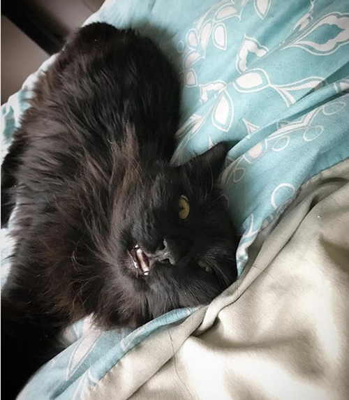 cat rotated back legs