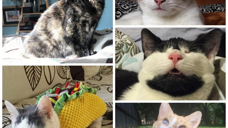 blind cat quiz feature