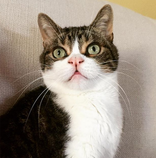 Meet The Adorable Wobbly Cat With A Cleft Lip Who Proves It’s Not Okay